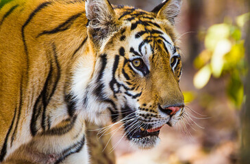 Bengal Tiger walking through the jungle to a waterhole