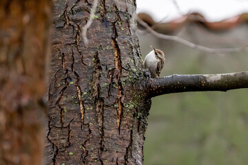 Eurasian common Treecreeper (Certhia familiaris)Single on Tree Trunk in winter time