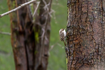 Eurasian common Treecreeper (Certhia familiaris)Single on Tree Trunk in winter time