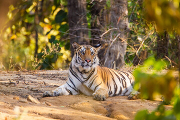 Bengal Tiger resting after spending time at a waterhole in India