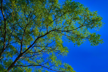 青空に映える青木