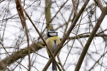 Blue Tit, Parus, caeruleus, sitting on a tree branch in winter time