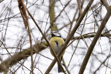 Blue Tit, Parus, caeruleus, sitting on a tree branch in winter time