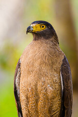 Crested Serpent Eagle perched on a branch by the side of the road