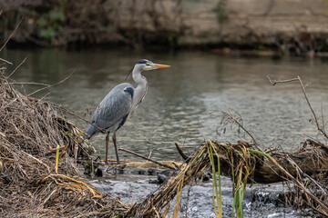 grey heron at the nidda river bank