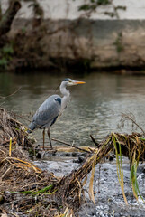 grey heron at the nidda river bank