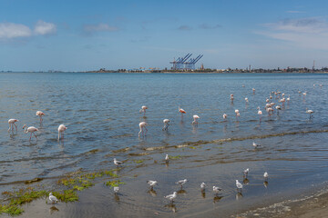 Group of pink flamingos at the lagoon in Walvis Bay, the atlantic coast of Namibia