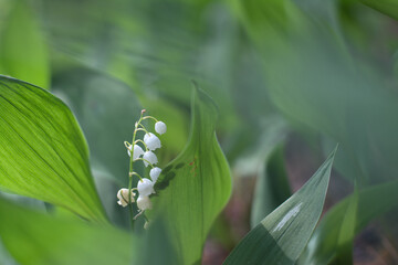 Obraz premium lily of the valley