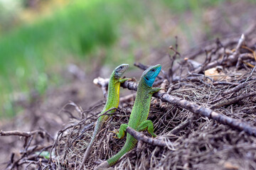 lizards