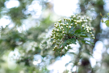 bloom tree