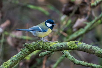 Coal tit (Periparus ater) on mossy log in winter time