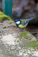 Coal tit (Periparus ater) on mossy log in winter time