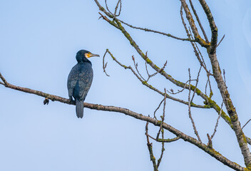 Great cormorant (Phalocrocorax carbo) resting on a tree at a river in germany