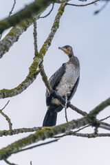 Great cormorant (Phalocrocorax carbo) resting on a tree at a river in germany