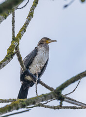 Great cormorant (Phalocrocorax carbo) resting on a tree at a river in germany