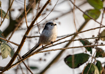 Long tail tit close up on branch
