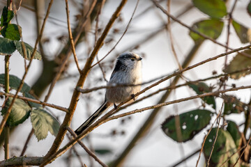 Long tail tit close up on branch