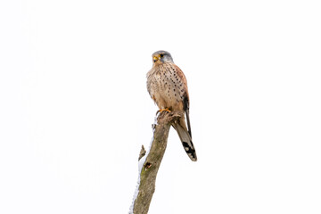 Common Kestrel (Falco tinnunculus) resting on a tree watching out for prey in winter time