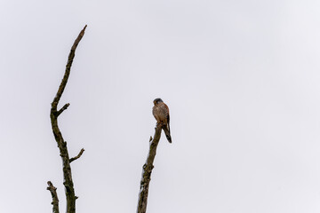 Common Kestrel (Falco tinnunculus) resting on a tree watching out for prey in winter time