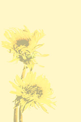 Żółte kwiaty mniszka (mlecza) wyizolowane na żółtym matowym pionowym tle - obrazy, fototapety, plakaty