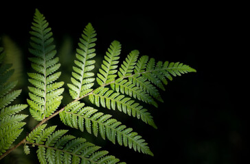 Green fern leaves in the forest on dark backgrounds with copy space for text.