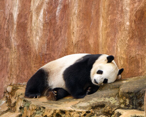 A giant panda (Ailuropoda melanoleuca) also needs a nap. © Autresa KN