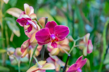 Fototapeta na wymiar Bright summer flower bloomed in a botanical greenhouse