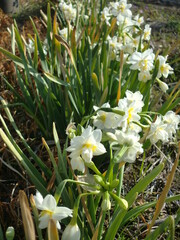 八重咲きの水仙