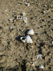 涸れた沼地の白い貝殻