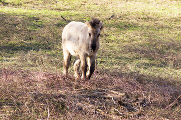 Brown horse walking in a pasture