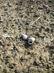 涸れた沼地の白い貝殻