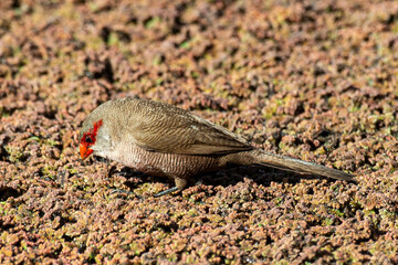 Astrild ondulé,.Estrilda astrild, Common Waxbill