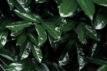 Fototapeta na wymiar fresh leaves 