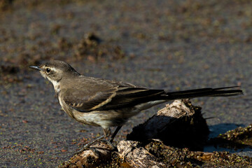 Bergeronnette du Cap,.Motacilla capensis, Cape Wagtail