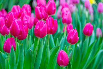 Bright summer flower bloomed in a botanical greenhouse