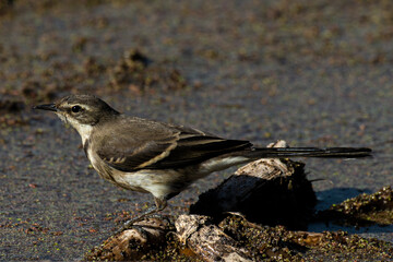 Bergeronnette du Cap,.Motacilla capensis, Cape Wagtail