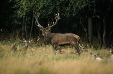 Cerf élaphe, cervus elaphus