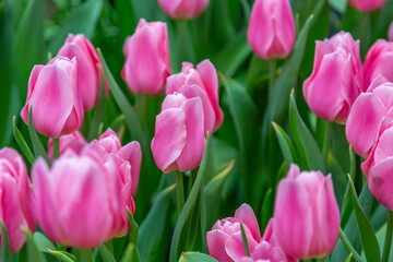 Fototapeta premium Bright summer flower bloomed in a botanical greenhouse