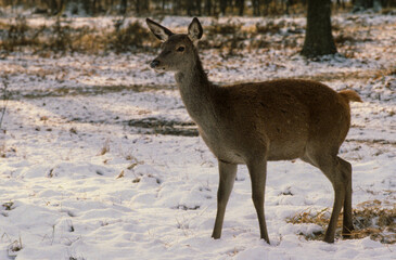 Cerf élaphe, cervus elaphus