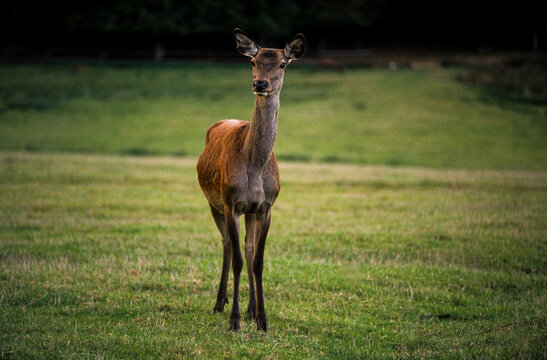 Cerf élaphe, Cervus Elaphus