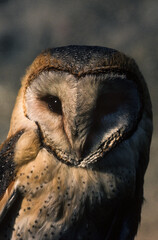 Effraie des clochers, Chouette effraie,.Tyto alba, Western Barn Owl