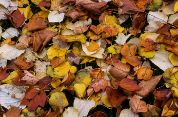 Feuilles d'automne, tulipier de Virginie, tilleul