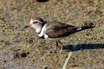 Gravelot à triple collier,.Charadrius tricollaris, Three banded Plover