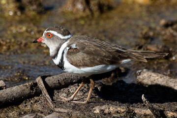 Gravelot à triple collier,.Charadrius tricollaris, Three banded Plover