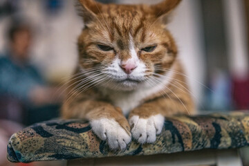An old ginger cat is resting on a stool in the room.