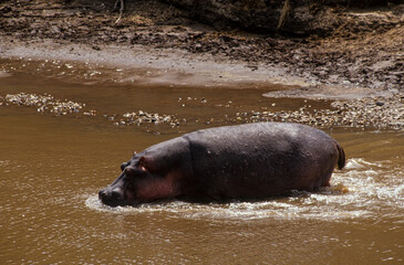 Hippopotame, Hippopotamus amphibius, Tanzanie