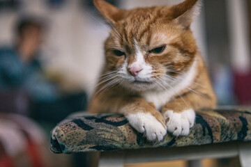 An old ginger cat is resting on a stool in the room.