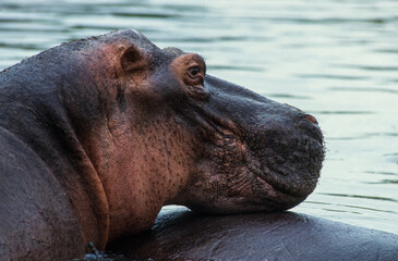 Hippopotame, Hippopotamus amphibius, Tanzanie