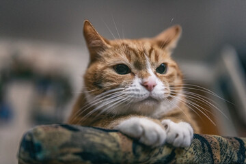 An old ginger cat is resting on a stool in the room.