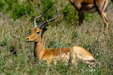 Impala, male, Aepyceros melampus